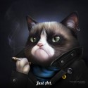 Котики